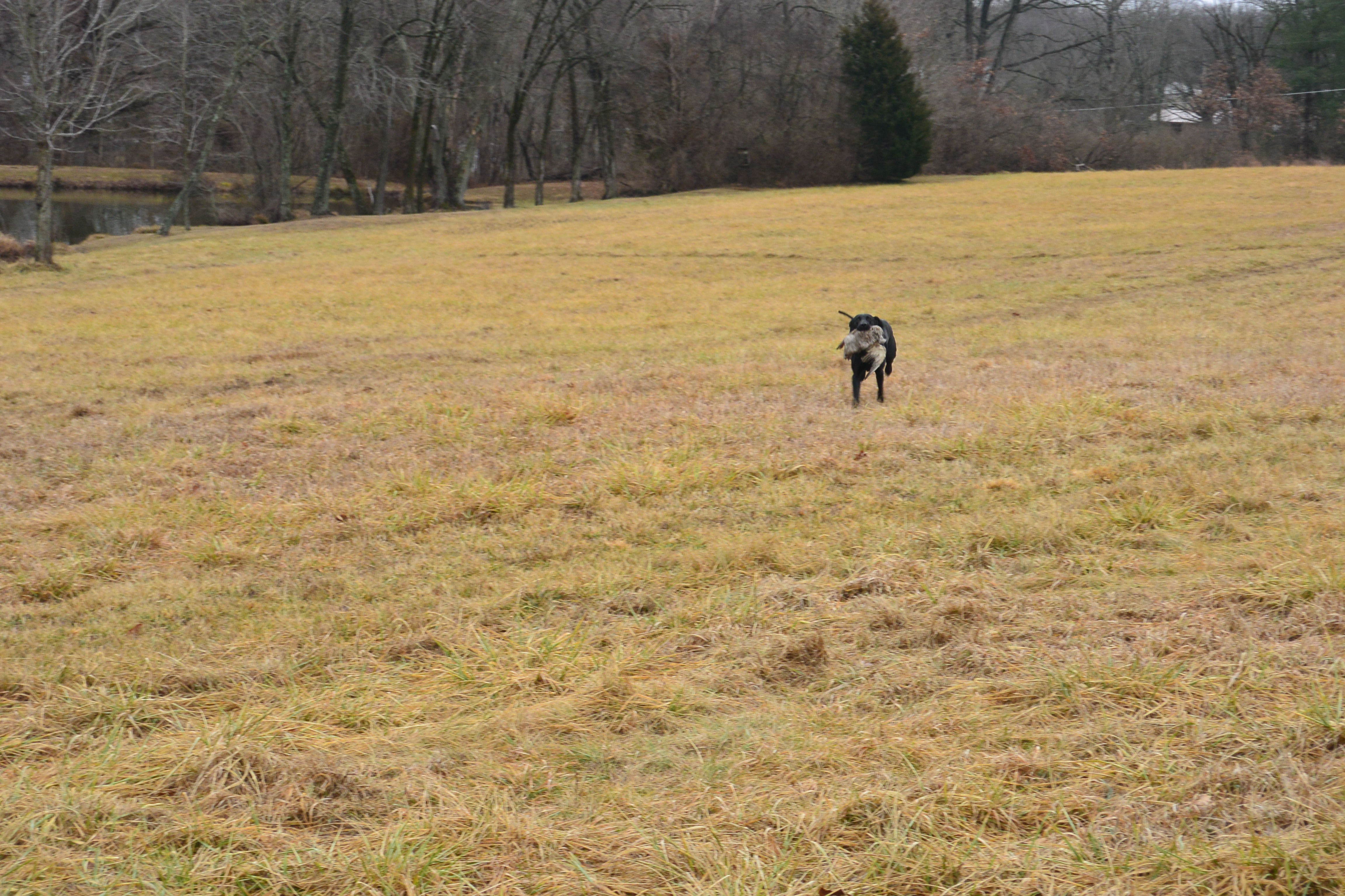 Dog Hunting Training in St. Charles, MO Professional Dog Trainer
