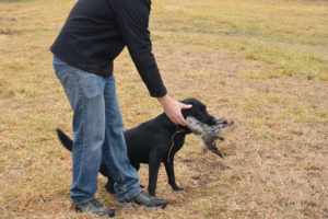 Retriever Training