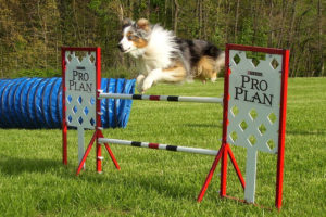 Dog at Agility Training Course