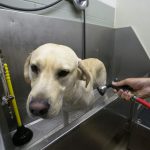 Pre-Rinse Dog Bath
