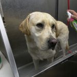 Sorenson Kennels Dog Bath