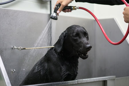 Sorenson Kennels Dog Boarding Bath