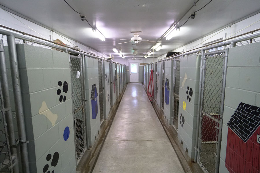 Dog Daycare Indoor Kennel