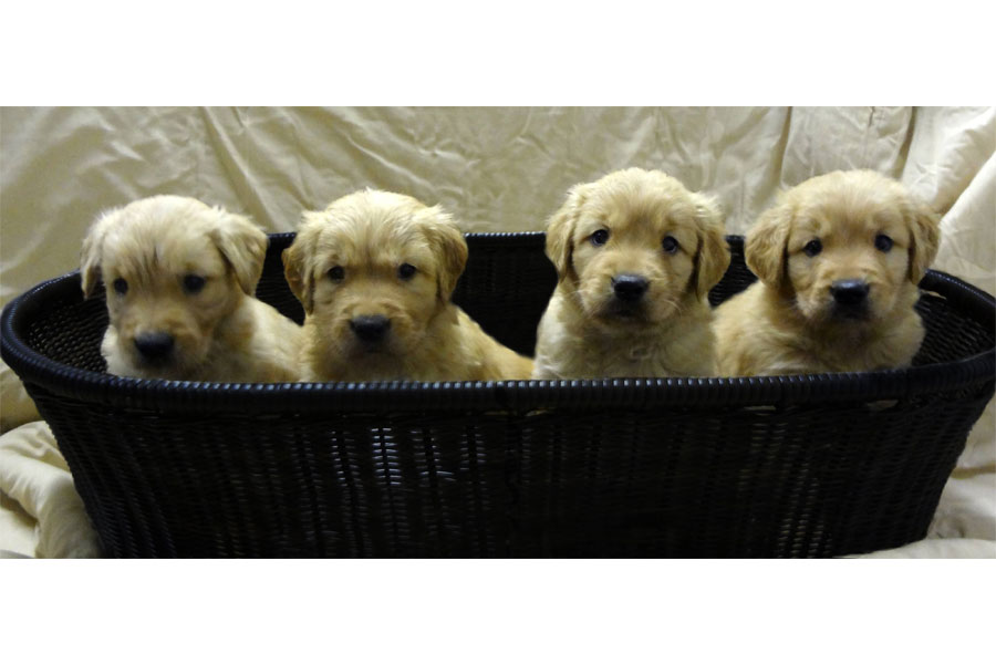 puppies
