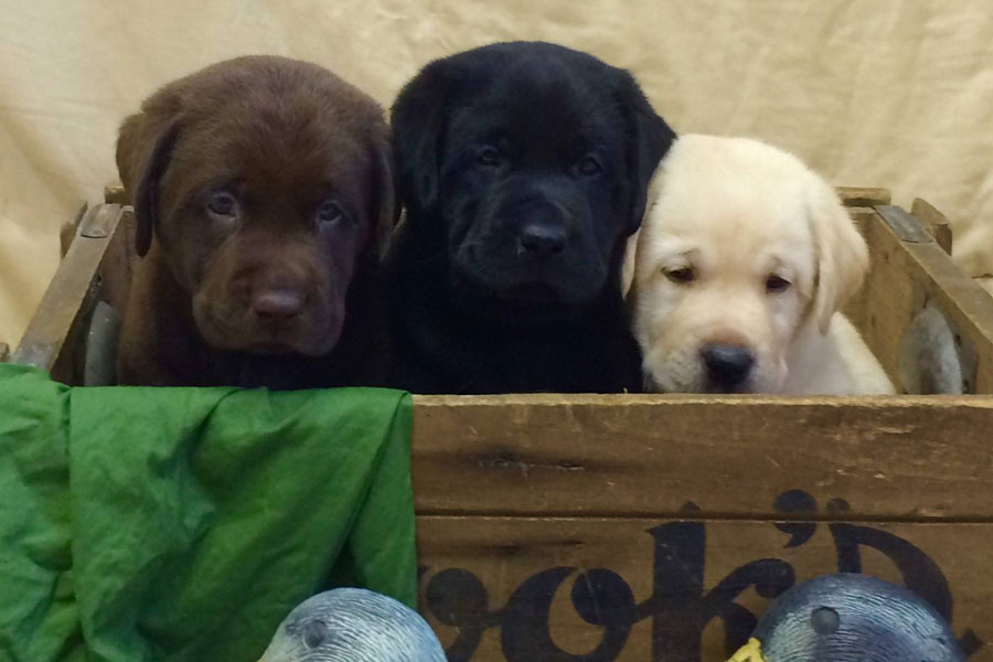 golden retriever lab puppies for sale