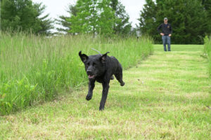 p retriever training 06