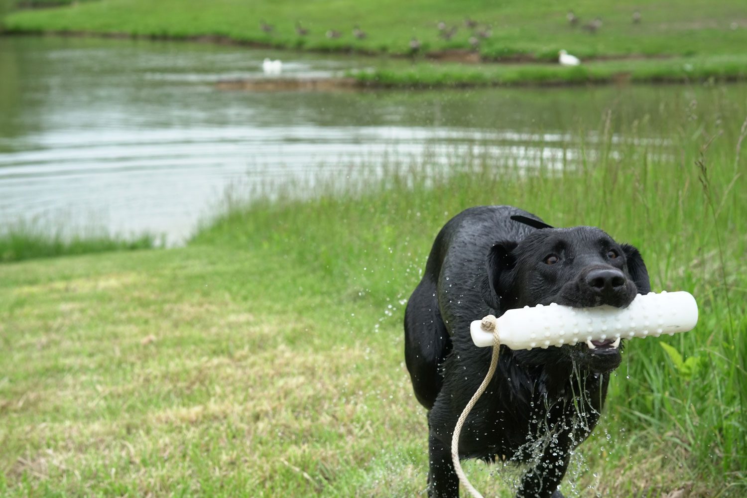 p scroll retriever