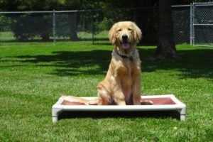 Golden Retriever at Obedience Class