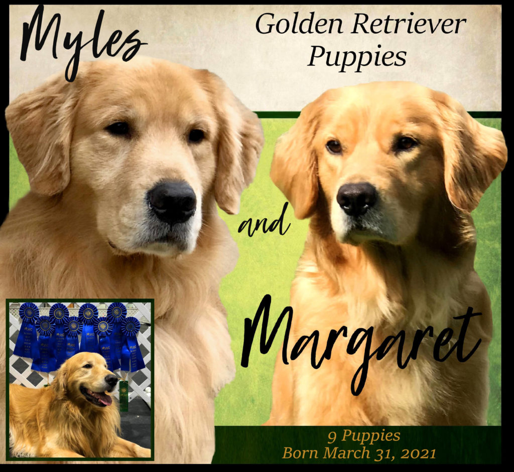 Golden Retriever Breeders In Missiouri Lab Retriever Puppies For Sale